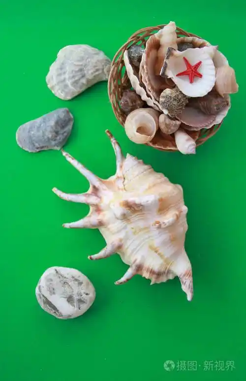 绿色背景下的贝壳照片