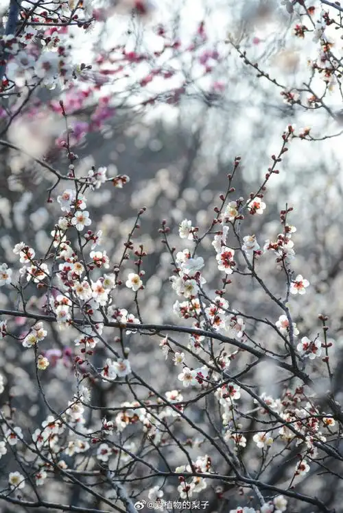 #梅花#