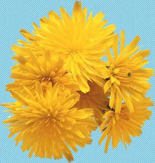 向日葵免抠png透明图层素材