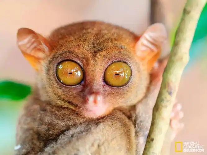 大千世界里的大眼萌!