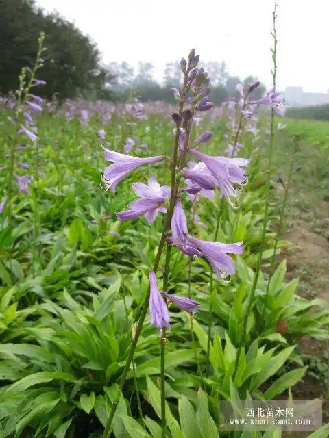 花叶玉簪金边玉簪法兰西玉簪传统玉簪对比