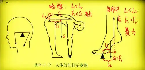 我们看上面人体的杠杆示意图中的第三个,"踮脚"和"落脚"的过程.