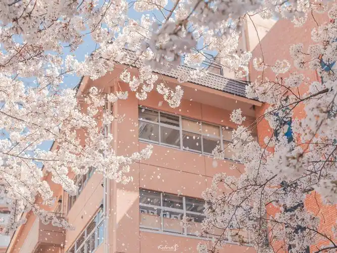 ipad樱花壁纸,横屏电脑壁纸