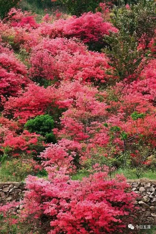 映山红杜鹃花是五莲的县花,五莲山,九仙山是江北最大的野生杜鹃花栖息