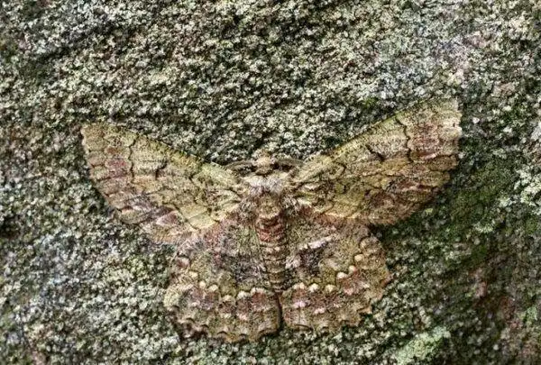 地球上10大动物伪装大师, 能全找出来真的是好眼神