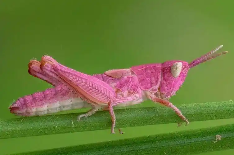 自然界十大惊艳粉色动物排行榜火烈鸟上榜第九高智商