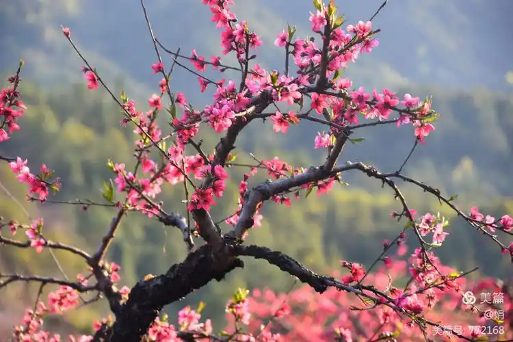 河源连平——十里桃花醉春风