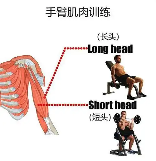 肱二头肌训练的完全法则