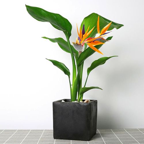 热销鹤望兰天堂鸟_天堂鸟植物室内大型盆栽 鹤望兰客厅办公室花卉网红