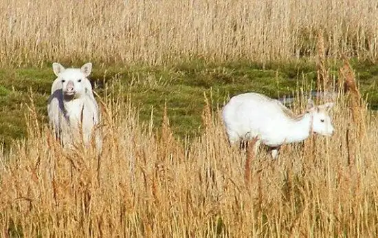 英国摄影师首次拍到成对白色梅花鹿