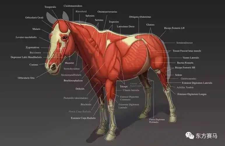 给马用兴奋剂真的有用吗