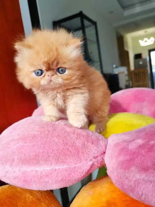 超级可爱的纯橘色加菲猫异国长毛猫幼崽