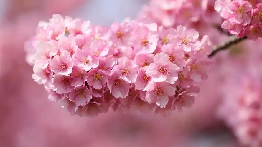 唯美清新花卉植物高清桌面壁纸高清大图预览1920x1080_植物壁纸下载_