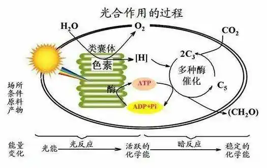 光合作用暗反应需要水吗?
