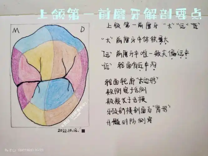口解上颌第一前磨牙解剖要点笔记