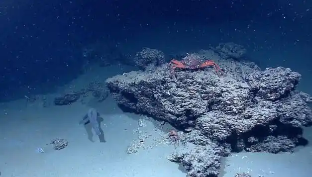 对深海的恐惧可能来自这些