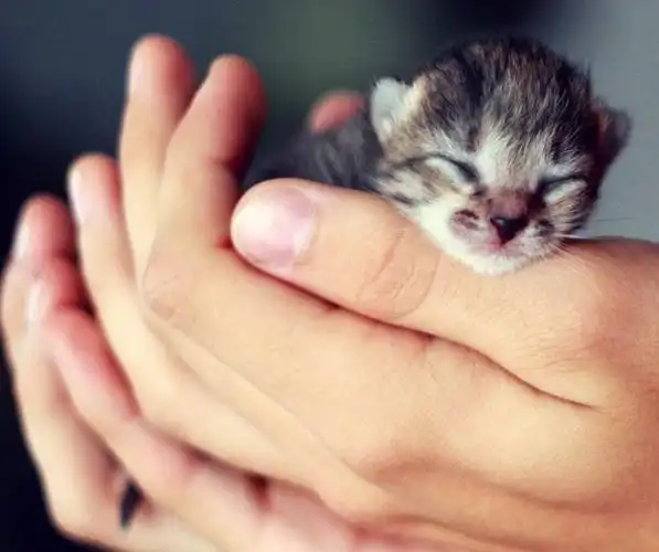 可爱猫咪幼崽!谁能不被它萌翻