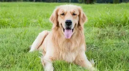 狗多大年龄2022,94属狗一生有几次婚姻