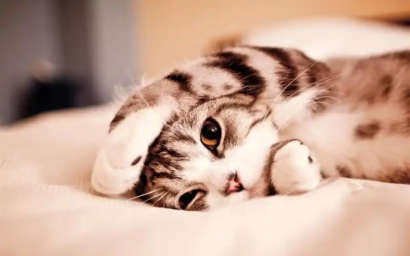 可爱的小猫-动物高清壁纸