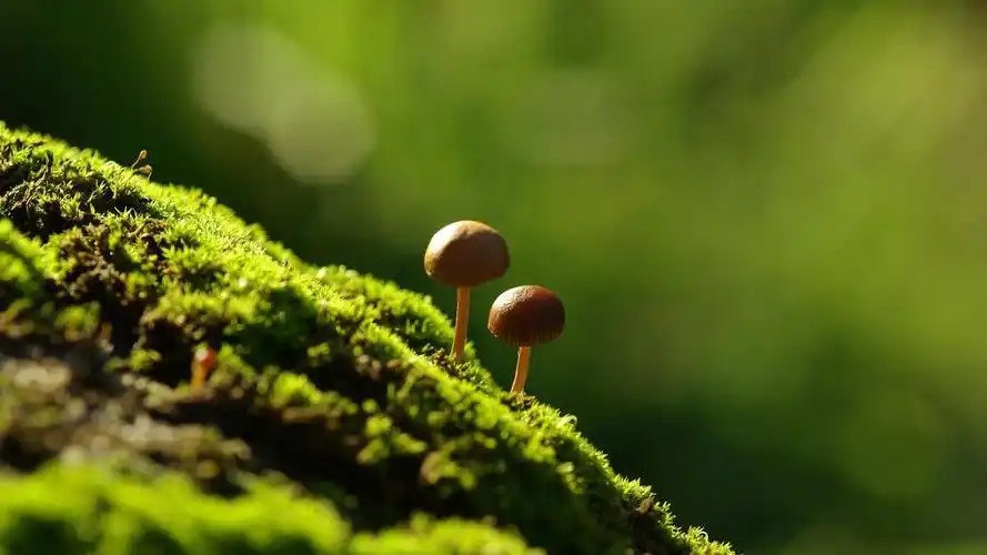 走过绿意小清新绿色1920*1080高清壁纸