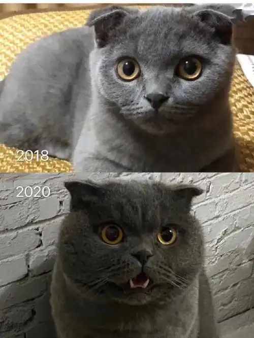 假如猫咪发腮有段位