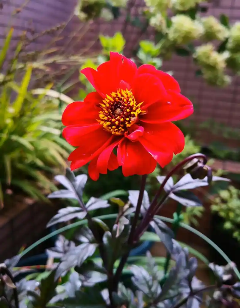 此花有着吉祥之寓意,平安吉祥是美好的祝福,一如瑞香浓郁的花香