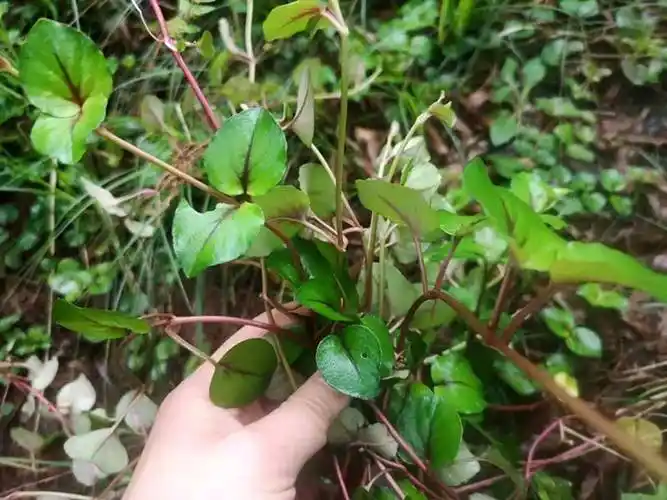 除了能够解蛇毒和应对蛇咬伤的情况,金钱草还因其强大的"碎石"功效而