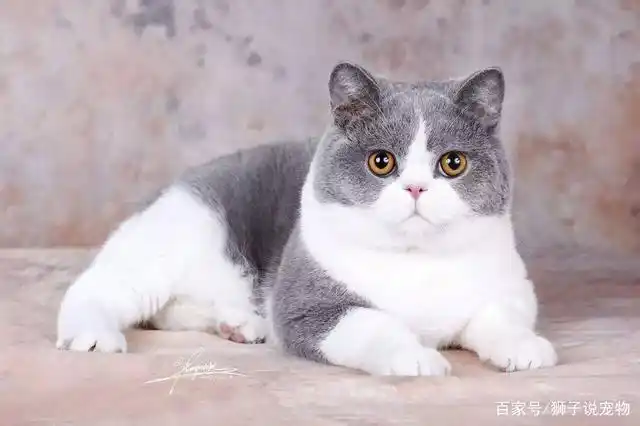 想养只英短蓝猫?买猫时应该注意什么,很多铲屎官都不知道的秘密