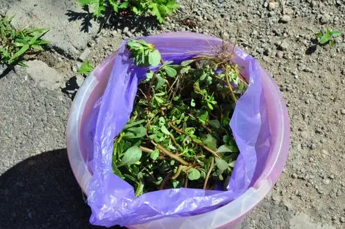 吃瓜子菜的注意事项