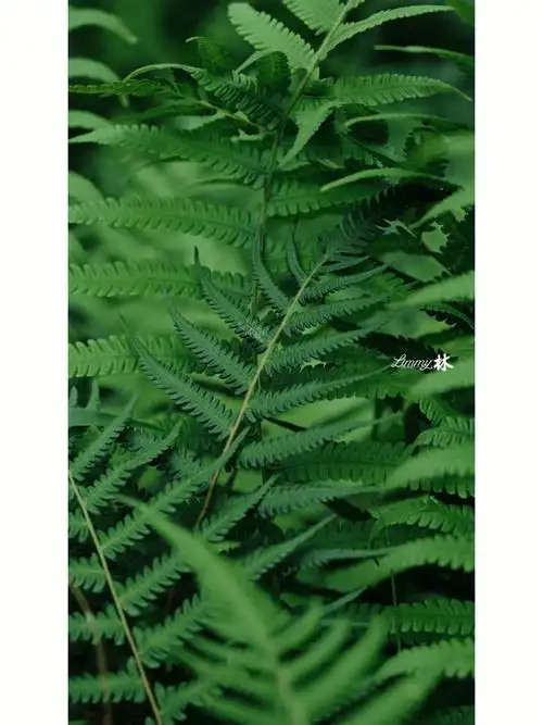 958_1278竖版 竖屏