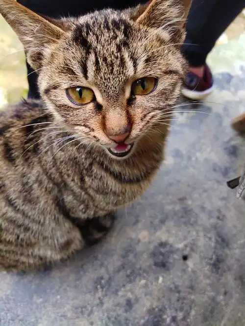 好可爱的小土猫727272