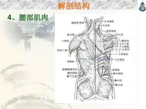 解剖结构 4,腰部肌肉