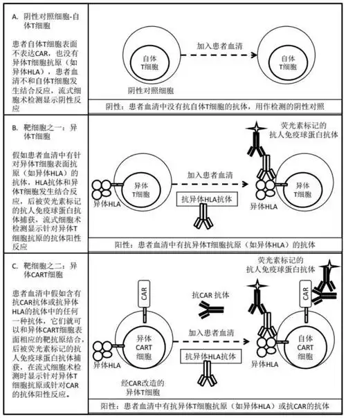 细胞,异体cart细胞;2)通过补体依赖性细胞毒实验或流式细胞术进行检测