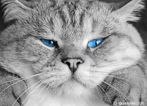 蓝眼睛图片_图片大全