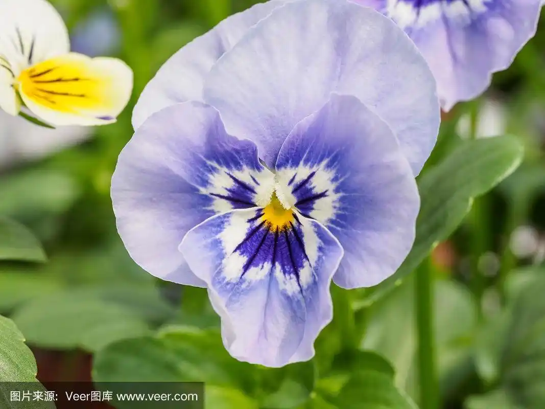 野三色紫罗兰(viola tricolor),又名心旷神怡,心旷神怡