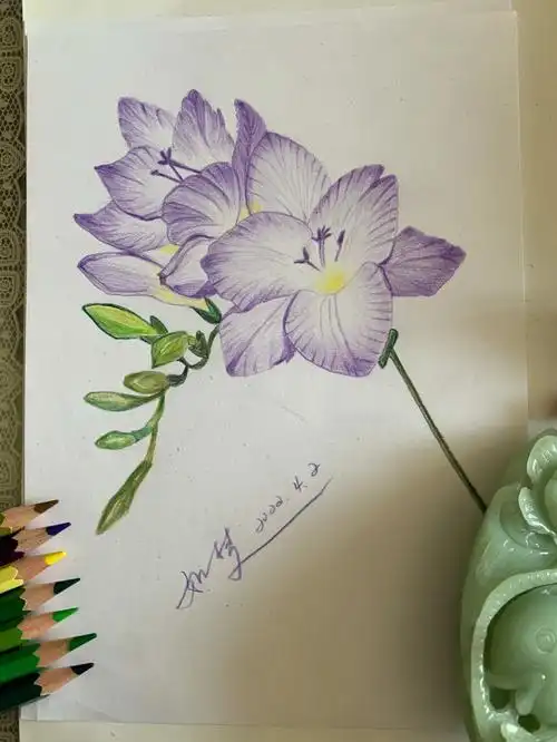 彩铅画花卉系列香雪兰