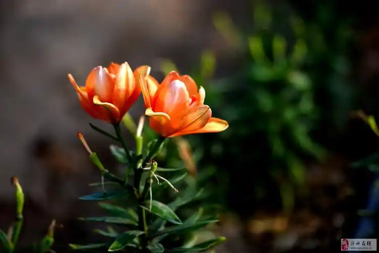 百合谷中花争艳