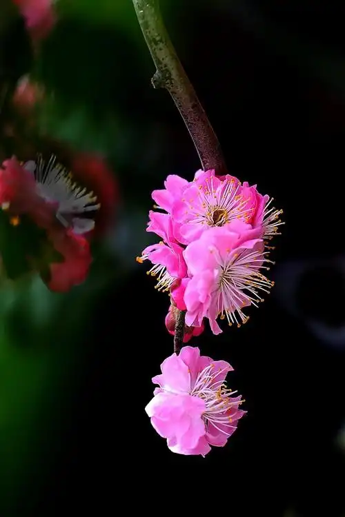 【梅花朵朵】水上梅展随拍,给大家拜年了!