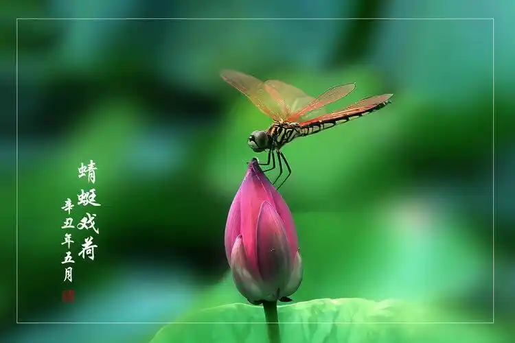 小荷才露尖尖角早有蜻蜓立上头