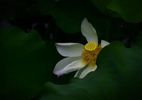 金山公园荷花之恋~雨中拍荷,别有意境.