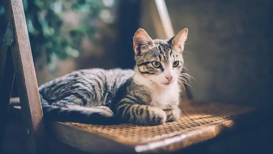 小猫咪的可爱模样