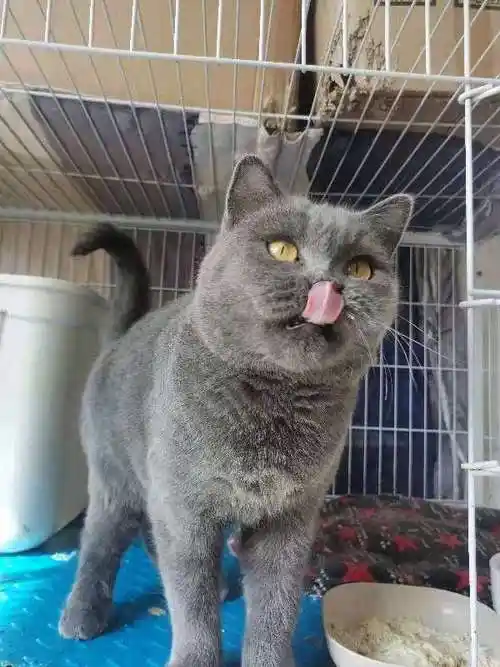 成年蓝猫母,性格超级粘人