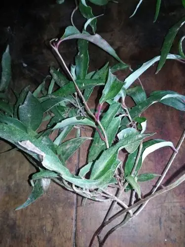 过年回家的时候挖到的当地叫"秤砣子".说可以调理脾胃.但不知学名