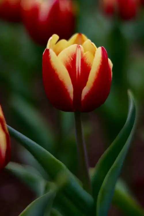 微距镜头下的郁金香花含苞待放