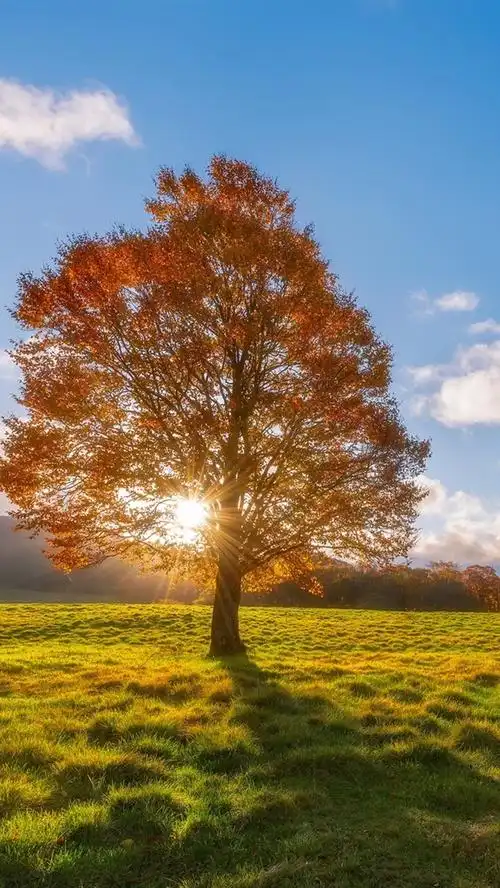 iphone 壁纸 秋天,田野,孤独的树,太阳光线