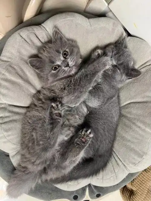 蓝猫崽崽
