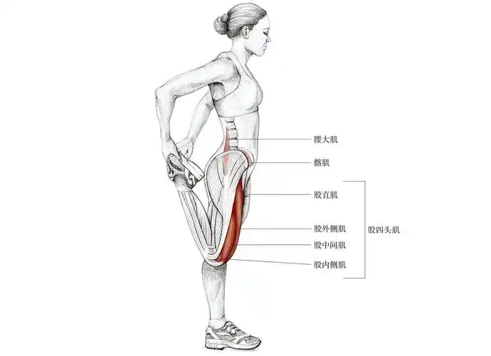 如何拉伸股四头肌