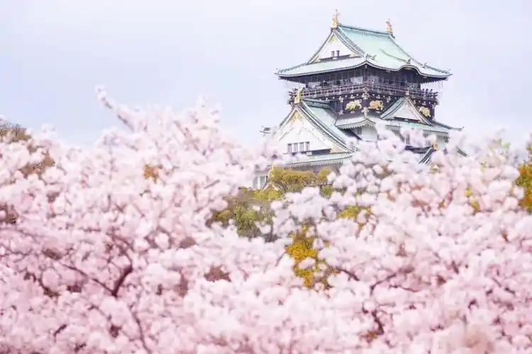 66张图告诉你日本樱花到底有多好看