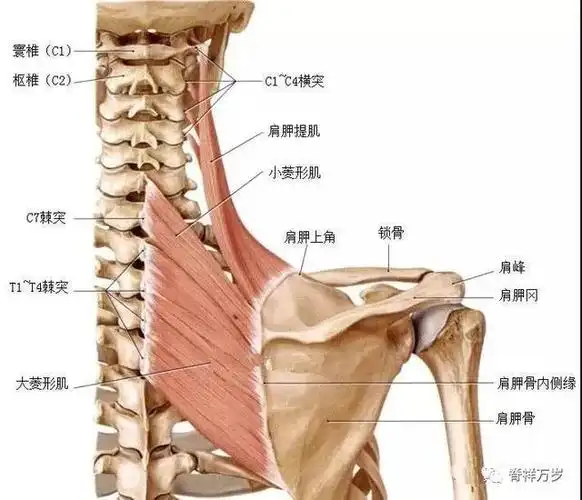 肩,颈 手法需要松懈的肌肉