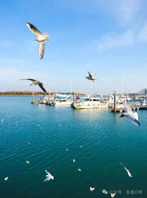海鸥盘旋在海边奏响了一首春日恋曲和着浪花拍打礁石的声音传来阵阵鸥